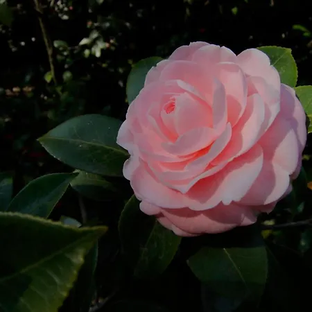 酒店 Fiorentino 2*