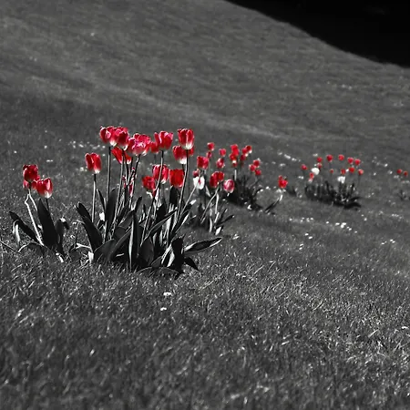 酒店 Fiorentino 2*