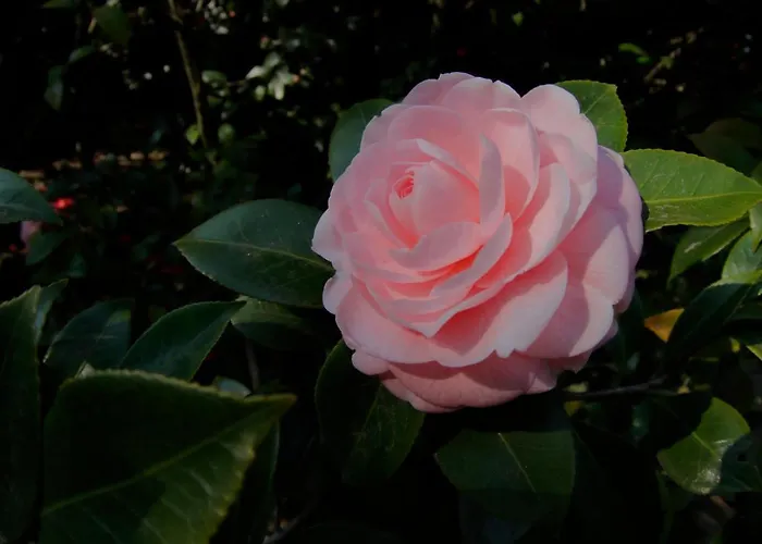 Hotell Fiorentino 2*